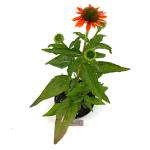 Echinacea Lakota Orange