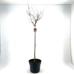 Acer palmatum, kroon