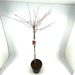 Acer palmatum, kroon