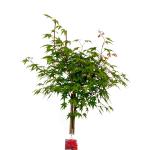 Acer palmatum, kroon