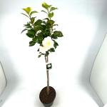 Camellia j. 'Brushfield's Yellow', kroon