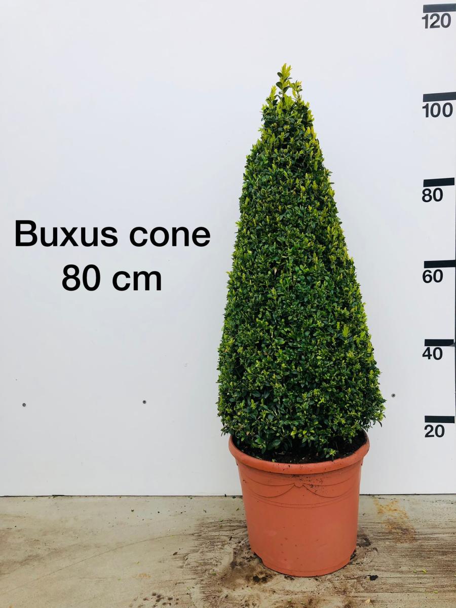 Buxus sempervirens, kegel