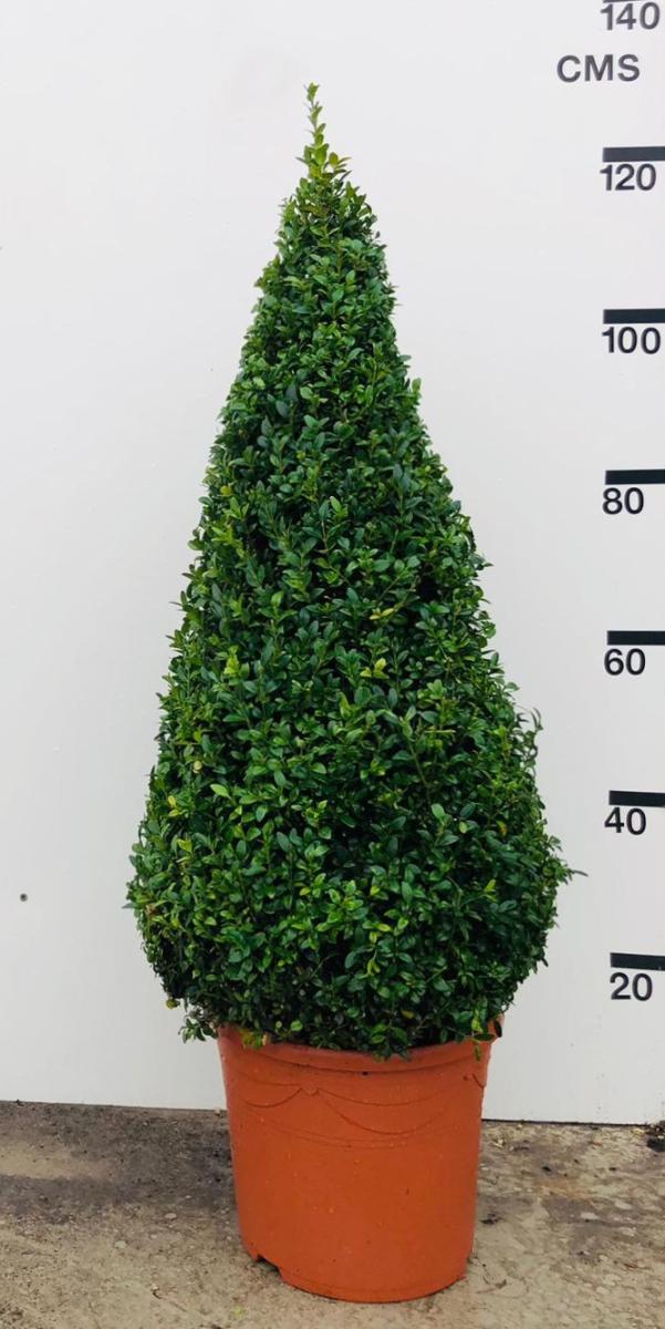 Buxus sempervirens, kegel