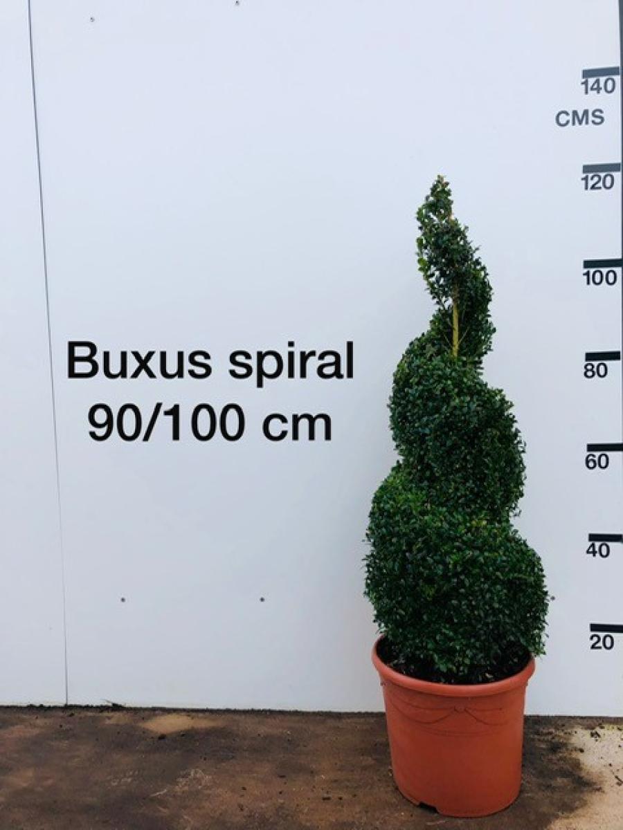 Buxus sempervirens, spiraal