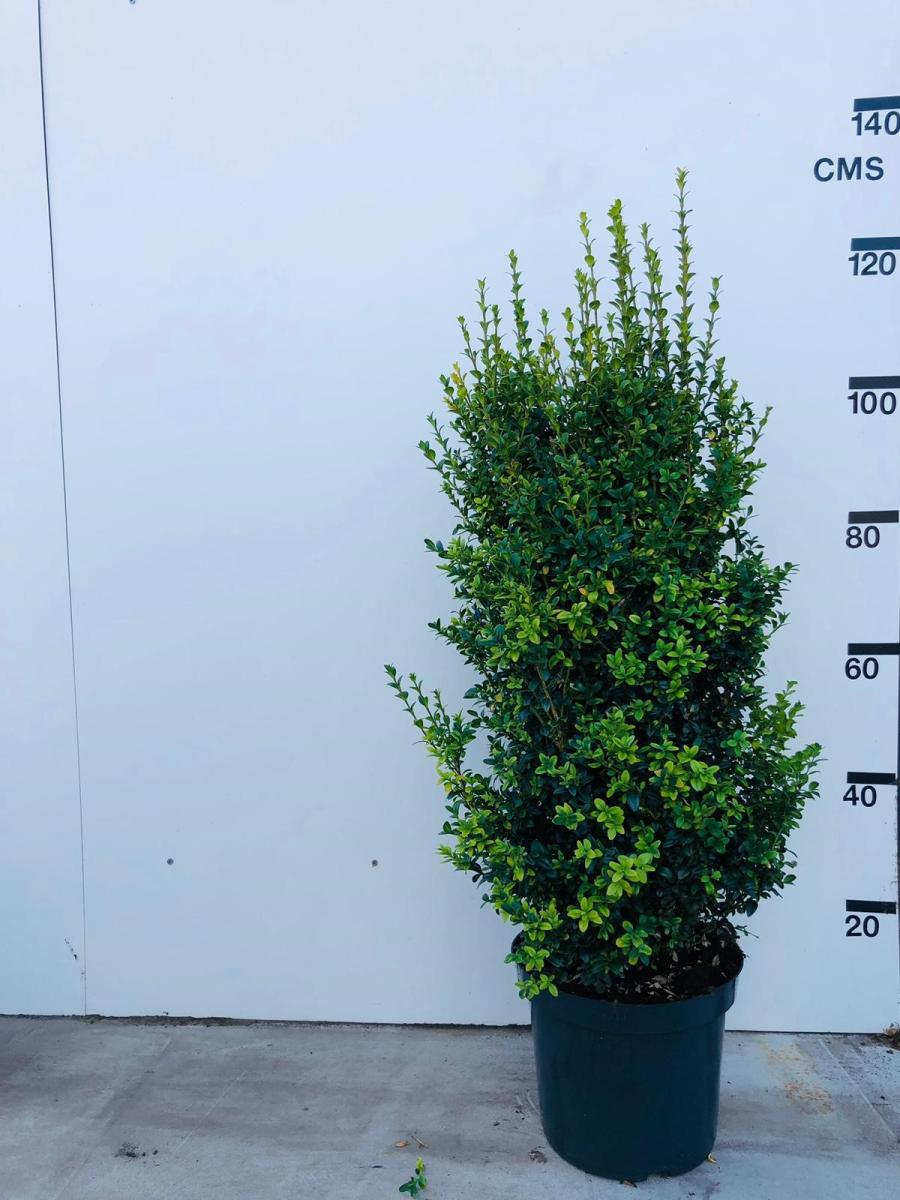 Buxus sempervirens, struik