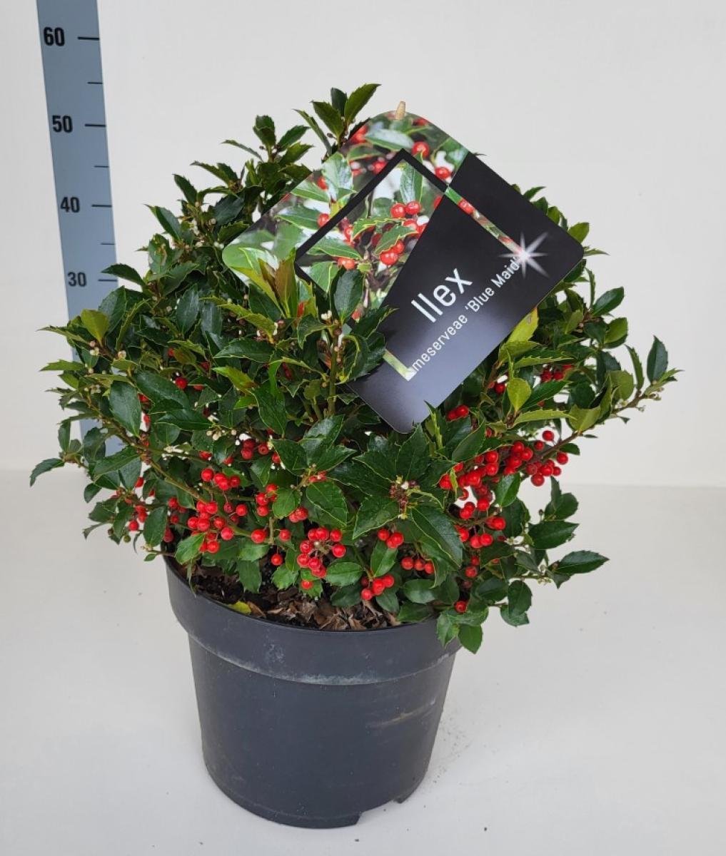 Ilex meserv. Blue Maid, bol