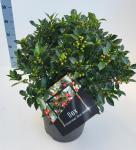 Ilex meserv. Blue Maid, bol