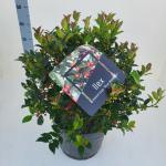 Ilex meserv. Blue Maid, bol