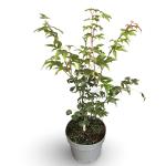 Acer palmatum