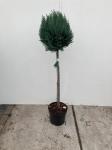 Chamaecyparis l. 'Columnaris', bol