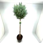 Chamaecyparis l. 'Columnaris', bol