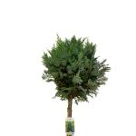 Chamaecyparis l. 'Columnaris', bol