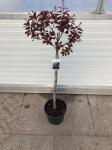 Cotinus cog. 'Royal Purple', bol