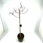 Cotinus cog. 'Royal Purple', bol