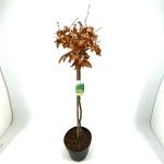 Fagus sylvatica, bol