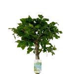 Fagus sylvatica, bol