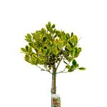 Ilex altacl. 'Golden King', bol