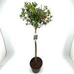 Ilex aq. 'Alaska', bol