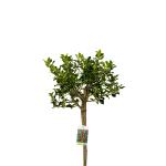 Ilex aq. 'Alaska', bol