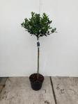 Ilex aq. 'J.C. van Tol', bol