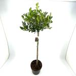 Ilex aq. 'J.C. van Tol', bol