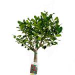 Ilex aq. 'J.C. van Tol', bol