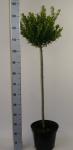 Ilex maximowicziana kanehirae, bol