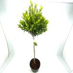 Ilex maximowicziana kanehirae, bol