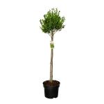 Ilex maximowicziana kanehirae, bol