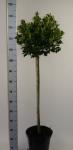 Ilex meserv. Blue Maid, kroon