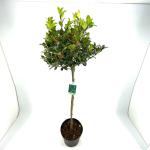 Ilex meserv. Blue Maid, kroon