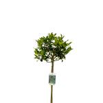 Ilex meserv. Blue Maid, kroon