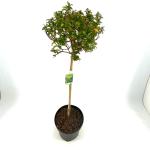 Ilex meserv. Little Rascal, bol