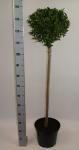 Ligustrum ovalifolium, bol