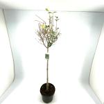 Ligustrum ovalifolium, bol