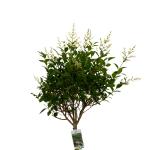 Ligustrum ovalifolium, bol