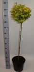 Ligustrum oval. 'Aureum', bol