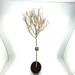 Ligustrum oval. 'Aureum', bol