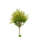 Ligustrum oval. 'Aureum', bol