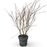 Acer palmatum