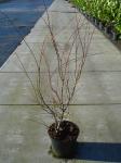 Acer palmatum