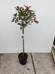 Photinia fraseri 'Red Robin', bol