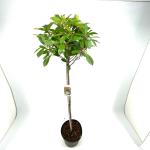 Photinia fraseri 'Red Robin', bol