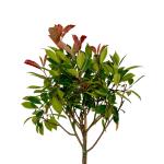 Photinia fraseri 'Red Robin', bol