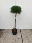 Pinus sylvestris, bol