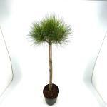 Pinus sylvestris, bol