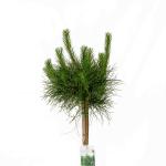 Pinus sylvestris, bol