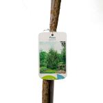 Pinus sylvestris, bol