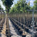 Acer plat. 'Globosum'