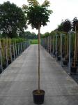 Acer plat. 'Globosum'